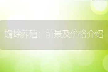 蟾蜍养殖：前景及价格介绍