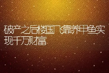 破产之后楼国飞靠养甲鱼实现千万财富