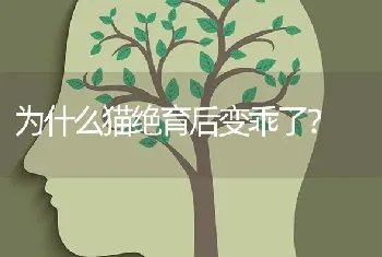 为什么猫绝育后变乖了？