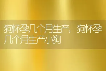 狗怀孕几个月生产，狗怀孕几个月生产小狗