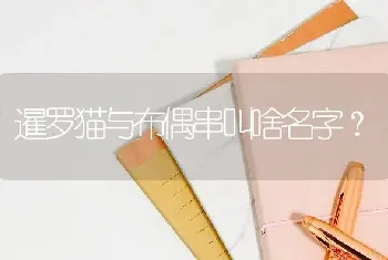 暹罗猫与布偶串叫啥名字？