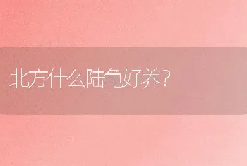 北方什么陆龟好养？