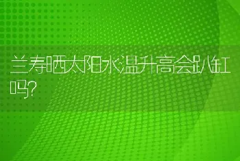 兰寿晒太阳水温升高会趴缸吗？