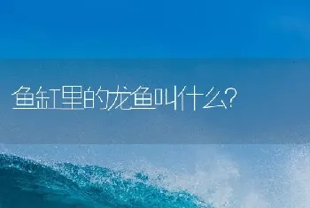 鱼缸里的龙鱼叫什么？