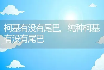 柯基有没有尾巴，纯种柯基有没有尾巴