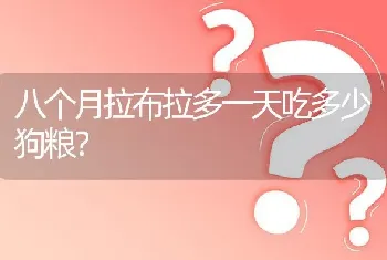 八个月拉布拉多一天吃多少狗粮？