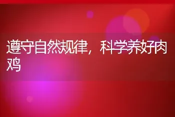 遵守自然规律，科学养好肉鸡