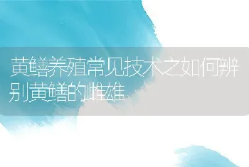 黄鳝养殖常见技术之如何辨别黄鳝的雌雄