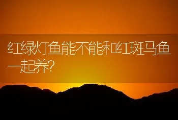 红绿灯鱼能不能和红斑马鱼一起养？