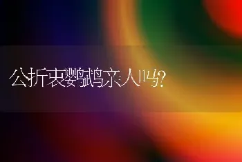 公折衷鹦鹉亲人吗？