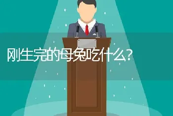 刚生完的母兔吃什么？