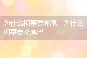 为什么柯基要断尾，为什么柯基要断尾巴