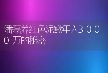 潘磊养红色泥鳅年入3000万的秘密