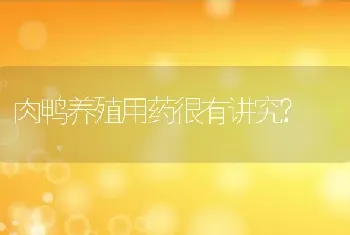 肉鸭养殖用药很有讲究?