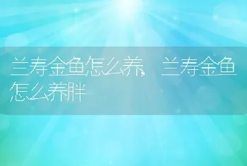 兰寿金鱼怎么养，兰寿金鱼怎么养胖