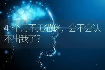 秋田犬爱叫吗?秋田犬乱叫怎么办？