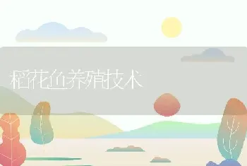 稻花鱼养殖技术