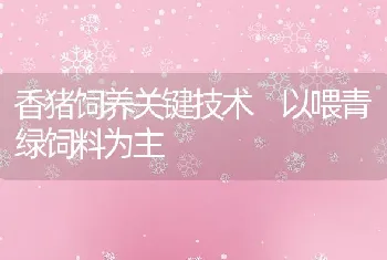 香猪饲养关键技术以喂青绿饲料为主