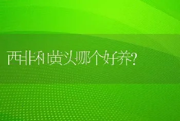 西非和黄头哪个好养？