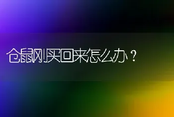 仓鼠刚买回来怎么办？