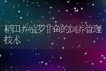 稻田养殖罗非鱼的饲养管理技术