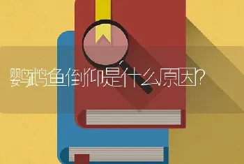 鹦鹉鱼倒仰是什么原因？