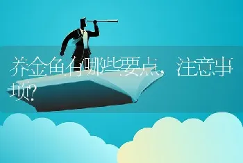 养金鱼有哪些要点，注意事项？