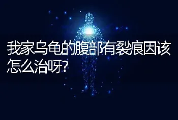 我家乌龟的腹部有裂痕因该怎么治呀？