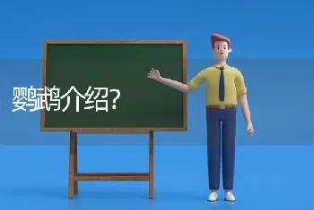 鹦鹉介绍？