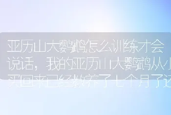 亚历山大鹦鹉怎么训练才会说话，我的亚历山大鹦鹉从小买回来已经教养了七个月了还不见开口说话，请高手们请教？