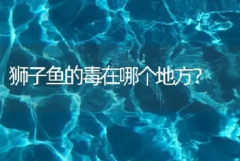 狮子鱼的毒在哪个地方？