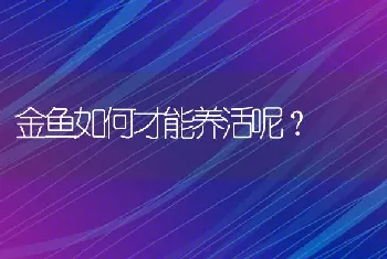 金鱼如何才能养活呢？