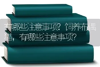 有哪些注意事项?饲养布偶猫，有哪些注意事项？