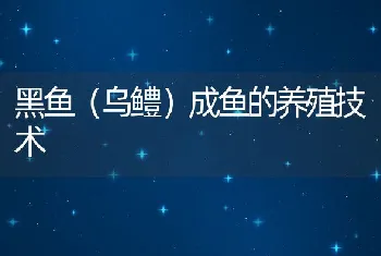 黑鱼（乌鳢）成鱼的养殖技术