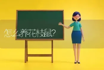 怎么养花枝鼠？