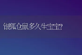 银狐仓鼠多久生宝宝？