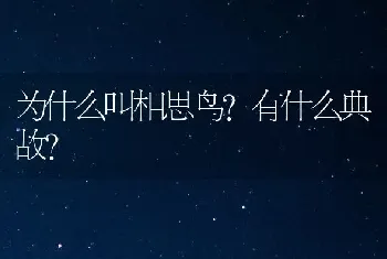 为什么叫相思鸟?有什么典故？