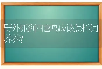 野外抓到四喜鸟应该怎样饲养养？