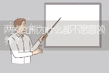 两岁比熊为什么都不愿意领养？