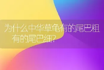 为什么中华草龟有的尾巴粗 有的尾巴细？