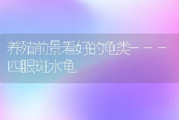 养殖前景看好的龟类---四眼斑水龟