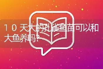 10天大的孔雀鱼苗可以和大鱼养吗？