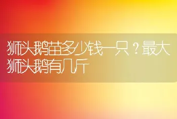 狮头鹅苗多少钱一只？最大狮头鹅有几斤