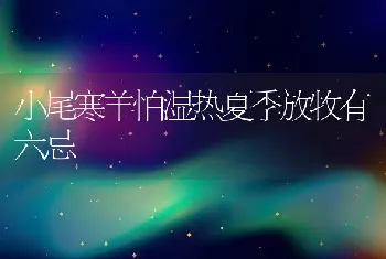 小尾寒羊怕湿热夏季放牧有六忌