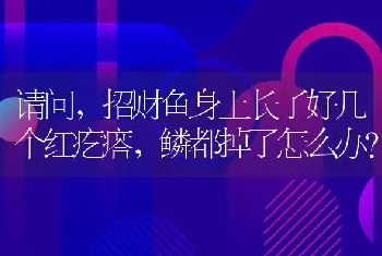 请问，招财鱼身上长了好几个红疙瘩，鳞都掉了怎么办？