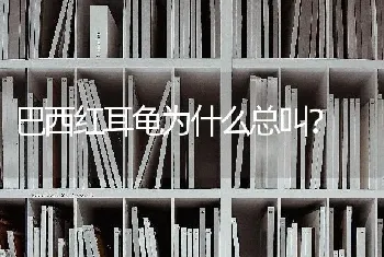 巴西红耳龟为什么总叫？