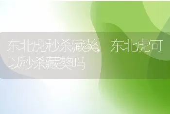 东北虎秒杀藏獒，东北虎可以秒杀藏獒吗