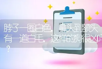 脖子一圈白色，鼻头到额头有一道白毛，这样的狗很凶吗？