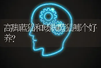 泰迪狗半夜哼是怎么回事？