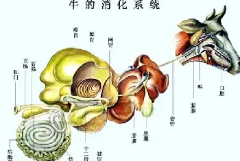 牛的生理解剖图